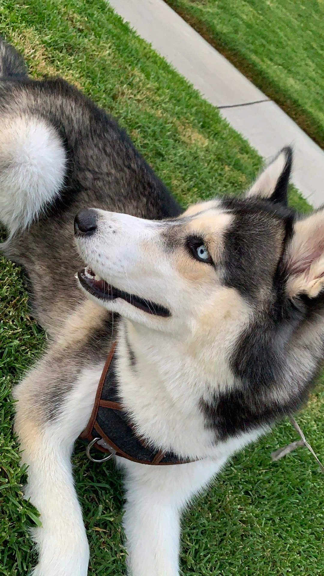 Sofie joined the competition — help win amazing prizes! dog, siberian_husky, blue_eyes, fur, pet, outdoor, grass, canine, animal, muzzle, ears, leash, collar, lying_down, side_view, nature, daylight, snout, portrait, cute