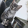 cat, kitten, tabby, gray_fur, animal, pet, sitting, portrait, closeup, head_tilt, ears, whiskers, eyes, indoors, mirror, reflection, furniture, tobacco_tin, container, curious