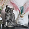 cat, kitten, tabby, gray_cat, animal, pet, sitting, portrait, indoors, table, furniture, decor, vase, ornamental_grass, pink, white, black, modern_interior, fluffy_tail, alert