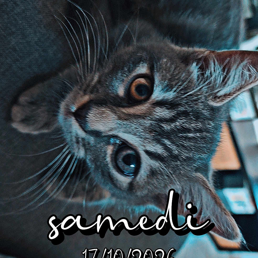 Mane a rejoint le concours — aidez-le/la à gagner de superbes lots ! cat, kitten, gray_cat, furry, whiskers, blue_eyes, wide_eyes, close_up, portrait, indoor, couch, blanket, lounging, relaxed, playful, pet, animal, dramatic_lighting, text_overlay, date