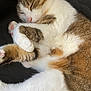 cat, sleeping, fur, paws, closeup, relaxation, pet, domestic_animal, whiskers, tabby, white_fur, brown_fur, cozy, resting, cute, animal, mammal, indoor, soft, peaceful