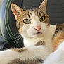 cat, tabby, white_fur, close_up, green_eyes, whiskers, gaming_chair, stitching, relaxed, pet, indoor, feline, animal, fur, nose, ear, paw, seated, portrait, curious