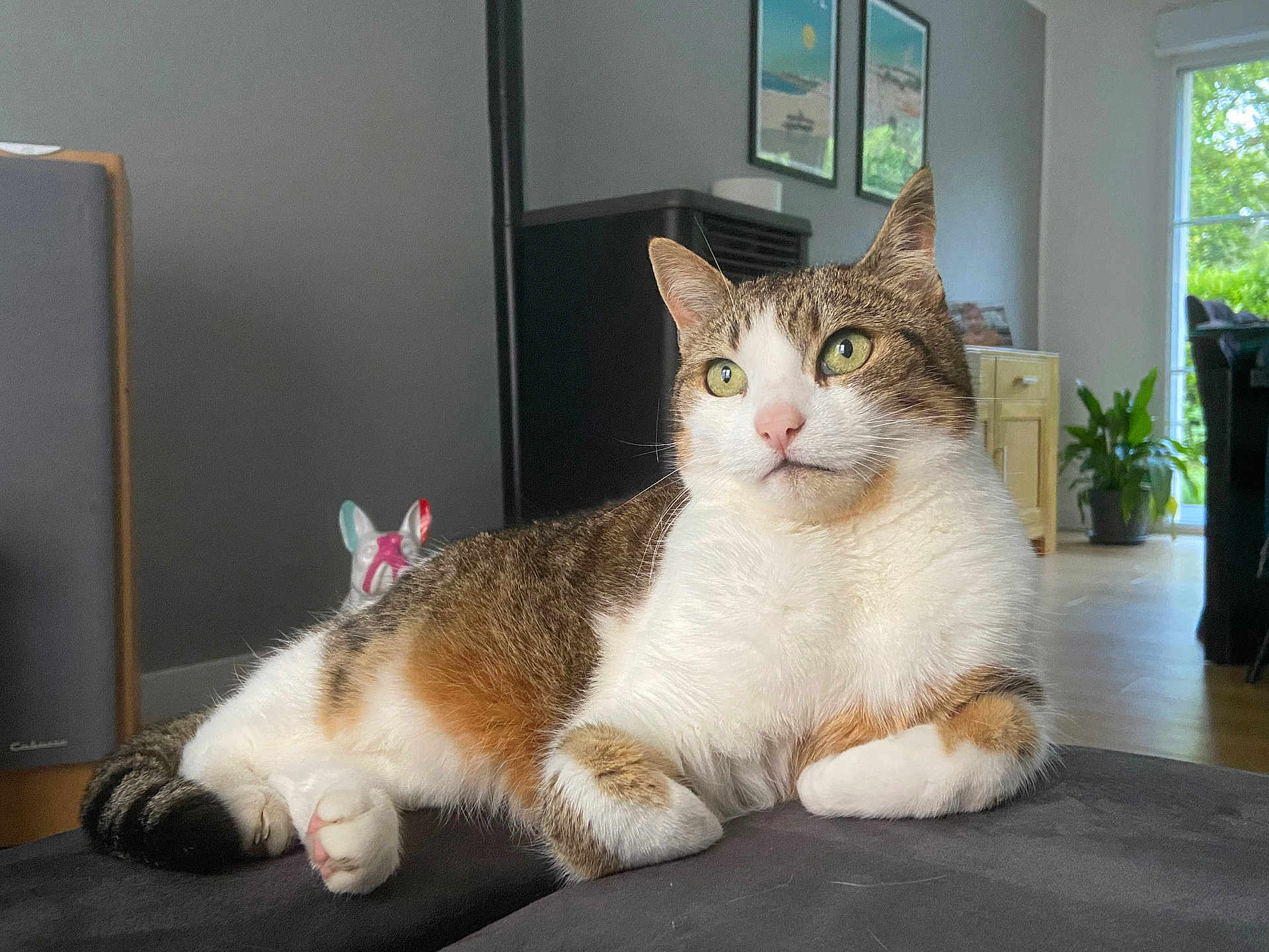 Mirabelle