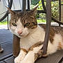 Mirabelle a rejoint le concours — aidez-le/la à gagner de superbes lots ! cat, tabby, white_fur, paws, metal_chair, wooden_deck, outdoor, sunlight, greenery, garden, relaxed, animal, pet, domestic_cat, feline, resting, shade, close_up, nature, fur