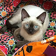 Stella a rejoint le concours — aidez-le/la à gagner de superbes lots ! cat, siamese_cat, blue_eyes, animal, pet, feline, fur, ears, whiskers, resting, indoor, colorful, patterned_fabric, bag, zipper, orange, purple, black, close_up, cute