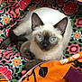 cat, siamese_cat, blue_eyes, animal, pet, feline, fur, ears, whiskers, resting, indoor, colorful, patterned_fabric, bag, zipper, orange, purple, black, close_up, cute