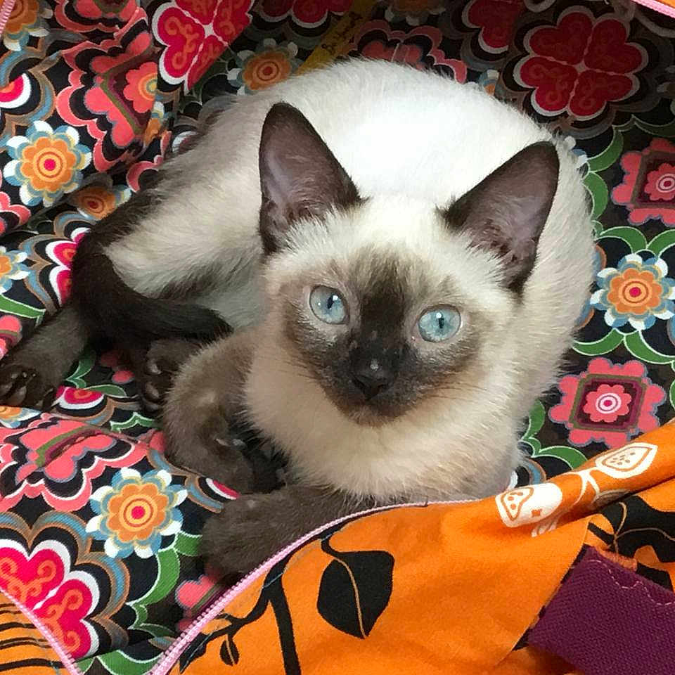 Stella a rejoint le concours — aidez-le/la à gagner de superbes lots ! animal, bag, black, blue_eyes, cat, close_up, colorful, cute, ears, feline, fur, indoor, orange, patterned_fabric, pet, purple, resting, siamese_cat, whiskers, zipper