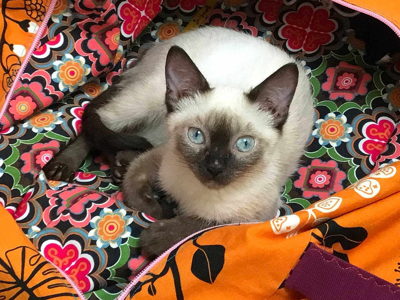 Stella a rejoint le concours — aidez-le/la à gagner de superbes lots ! cat, siamese_cat, blue_eyes, animal, pet, feline, fur, ears, whiskers, resting, indoor, colorful, patterned_fabric, bag, zipper, orange, purple, black, close_up, cute