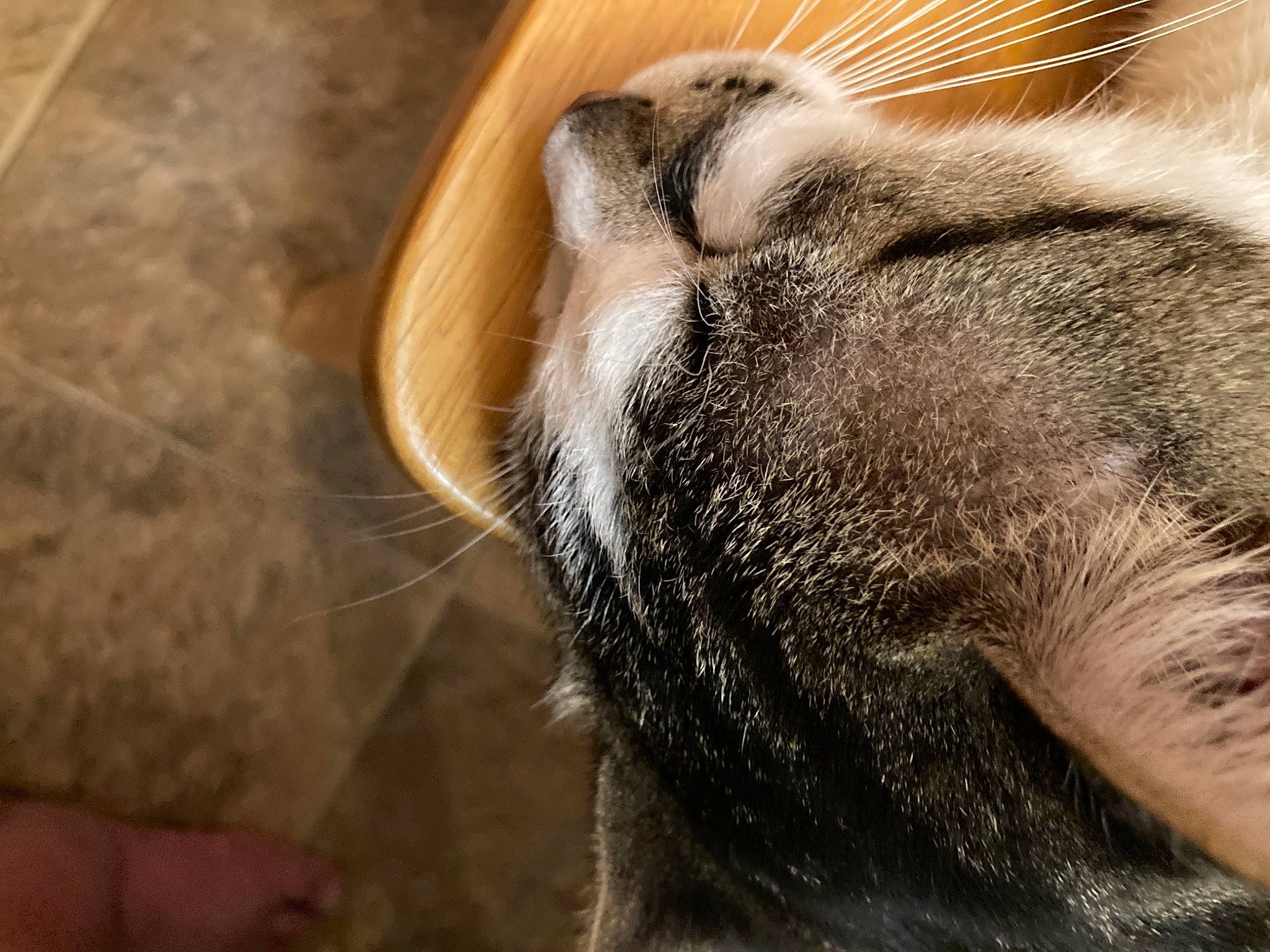 Bugle Boy joined the competition — help win amazing prizes! carnivore, cat, claw, close_up, comfort, dog_breed, domestic_short_haired_cat, eyelash, fawn, felidae, fur, hardwood, nap, paw, small_to_medium_sized_cats, tail, terrestrial_animal, whiskers, wildlife, wood