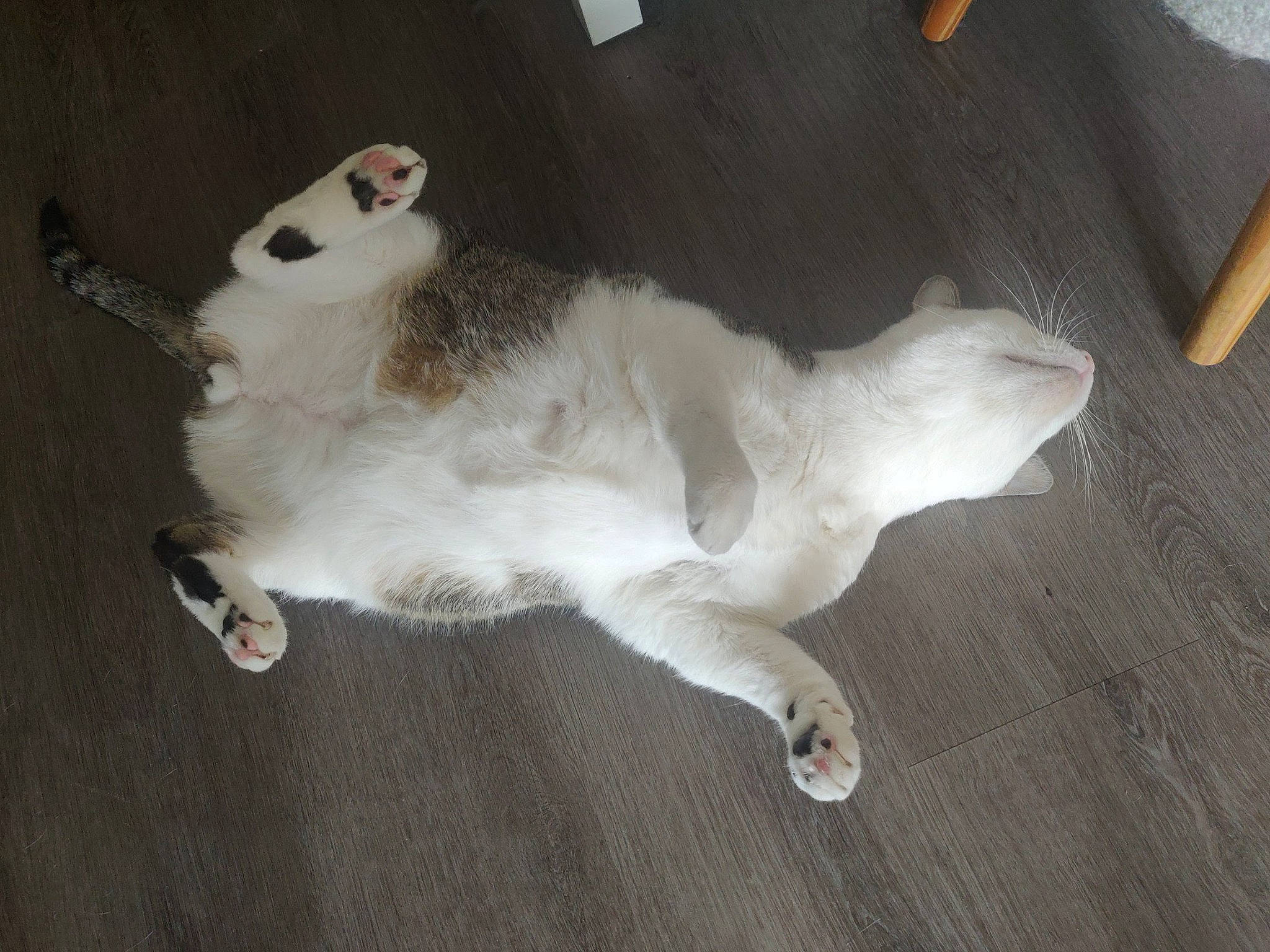 Gary a rejoint le concours — aidez-le/la à gagner de superbes lots ! canidae, carnivore, cat, comfort, companion_dog, dog_breed, domestic_short_haired_cat, fawn, felidae, flooring, fur, hardwood, paw, small_to_medium_sized_cats, snout, sporting_group, tail, terrestrial_animal, whiskers, wood