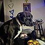 dog, black_dog, white_chest, couch, living_room, painting, television, table, magazines, fan, decorations, heart_ornaments, blanket, shoe, curious, indoors, furniture, household_items, pet, domestic