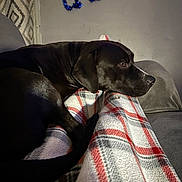 Buddy joined the competition — help win amazing prizes! animal, black_dog, blanket, comfort, couch, cozy, decoration, dog, fur, home, indoor, living_room, patterned_wall, pet, plaid, relaxed, resting, side_view, tinsel, wall