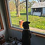 Buddy joined the competition — help win amazing prizes! dog, black_dog, window, backyard, tree, grass, shed, rusty_barrel, sunlight, indoor, clutter, boxes, curious, pet, collar, looking_out, home, nature, daylight, fence