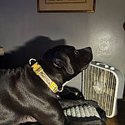 Buddy is registered to the contest to win money with this photo: dog, black_dog, collar, fan, indoor, cushion, fabric, wall_art, shadow, floor, furniture, pet, side_view, resting, looking, animal, home, quiet, calm, portrait