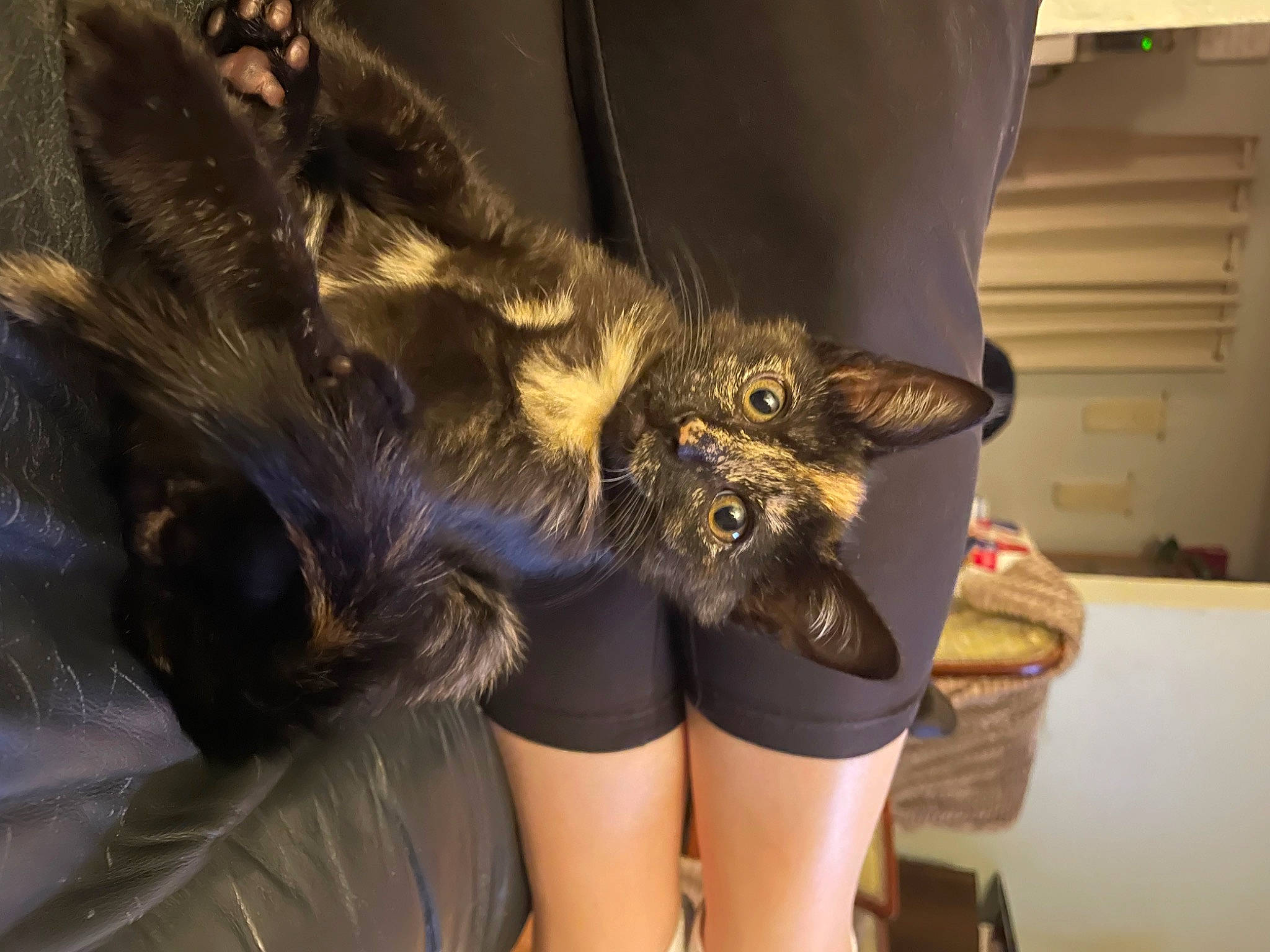 Willow is registered to the contest to win money with this photo: bat, bird_of_prey, carnivore, cat, claw, comfort, feather, felidae, fur, gesture, glove, human_leg, small_to_medium_sized_cats, terrestrial_animal, thigh, whiskers