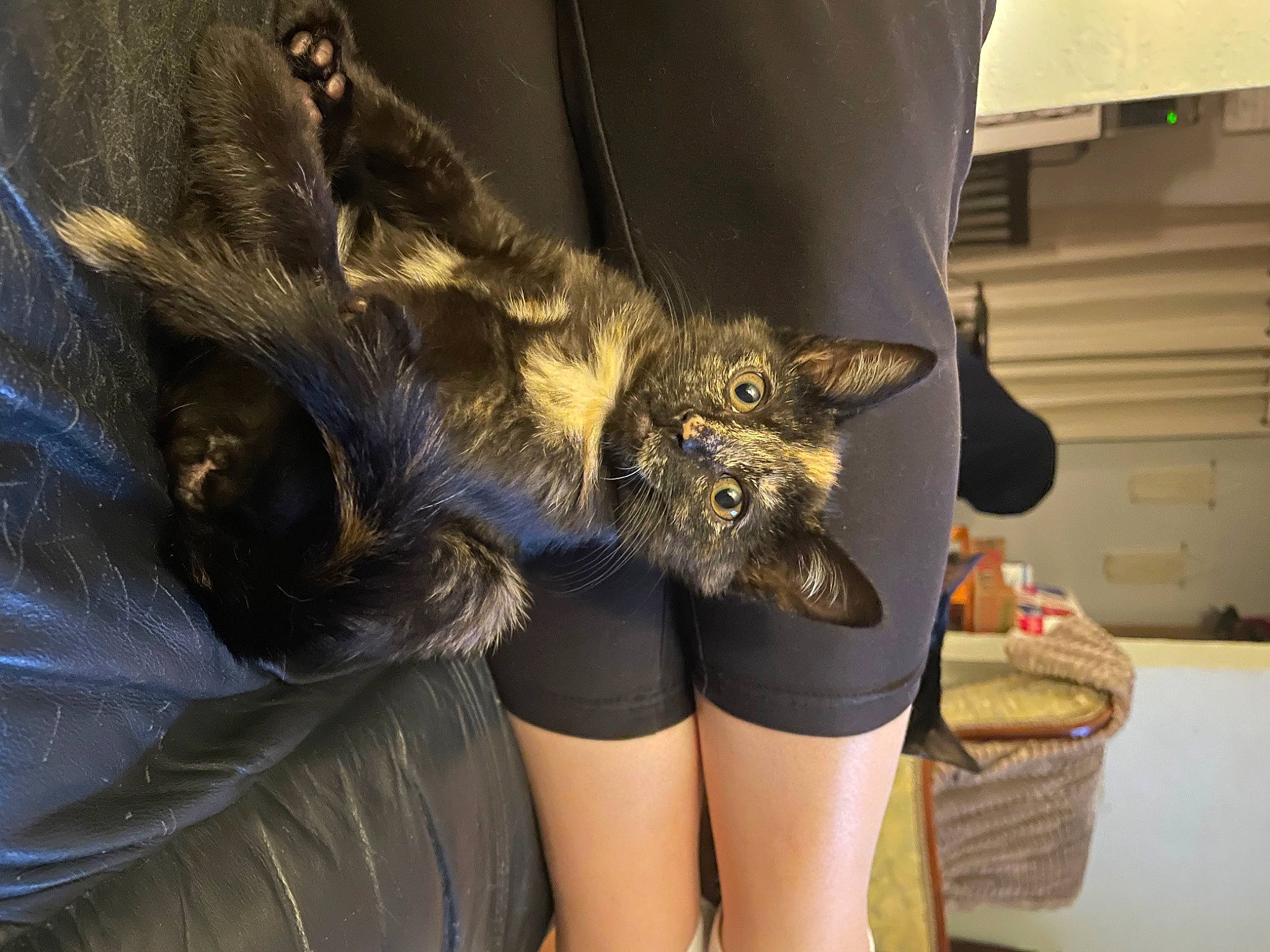 Willow joined the competition — help win amazing prizes! basket, box, carnivore, cat, claw, comfort, domestic_short_haired_cat, felidae, fur, gesture, human_leg, small_to_medium_sized_cats, terrestrial_animal, thigh, whiskers