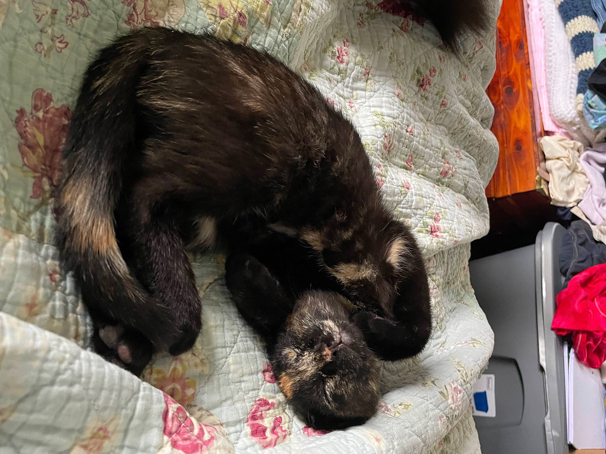 Willow joined the competition — help win amazing prizes! black_cat, bombay, carnivore, cat, claw, comfort, dog_breed, domestic_short_haired_cat, felidae, fur, liver, nap, small_to_medium_sized_cats, snout, sporting_group, tail, terrestrial_animal, whiskers