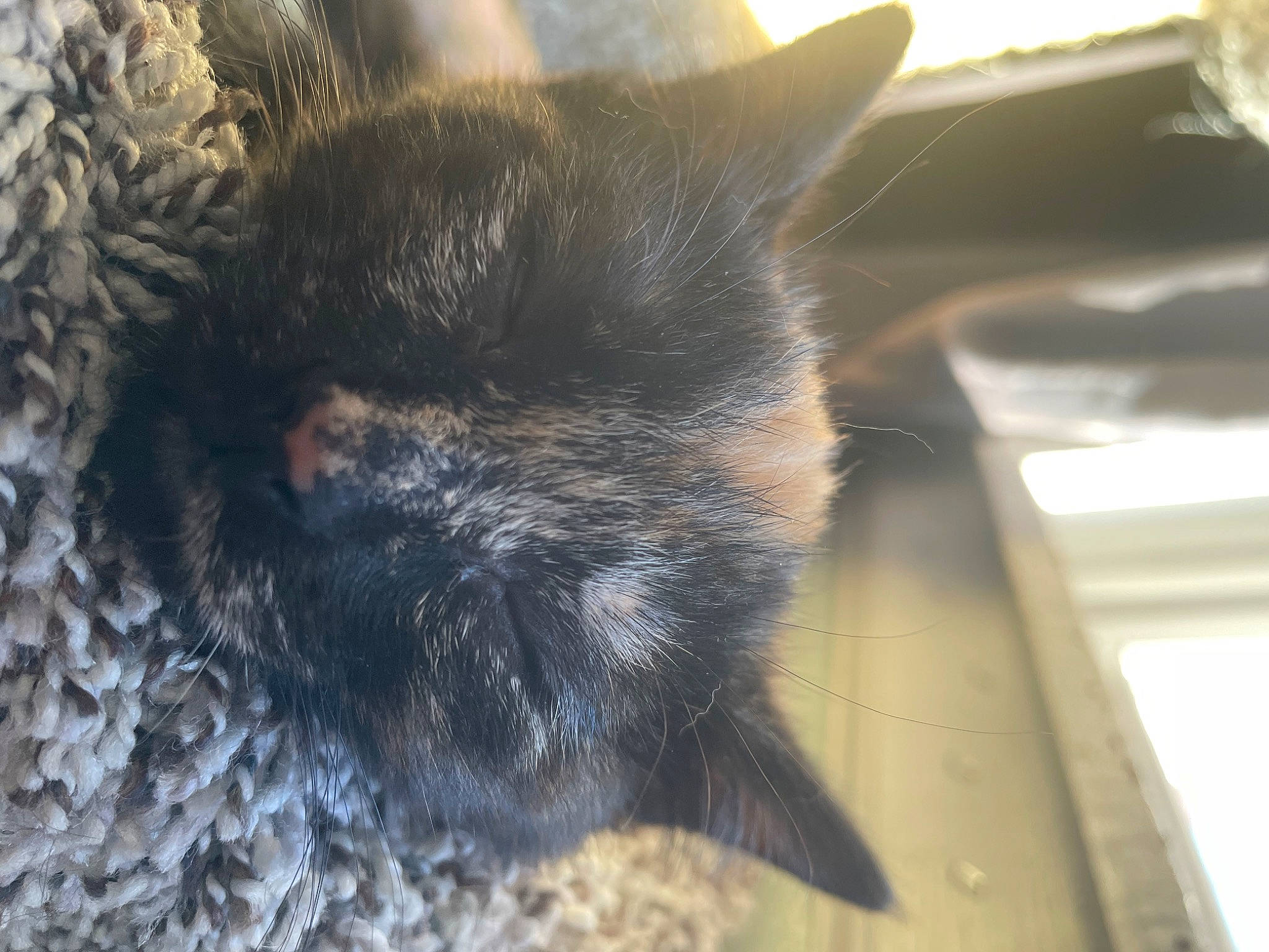 Willow is registered to the contest to win money with this photo: black_cat, canidae, carnivore, cat, claw, dog_breed, domestic_short_haired_cat, felidae, flooring, fur, nap, paw, puppy, sleep, small_to_medium_sized_cats, sporting_group, tail, terrestrial_animal, whiskers, wildlife