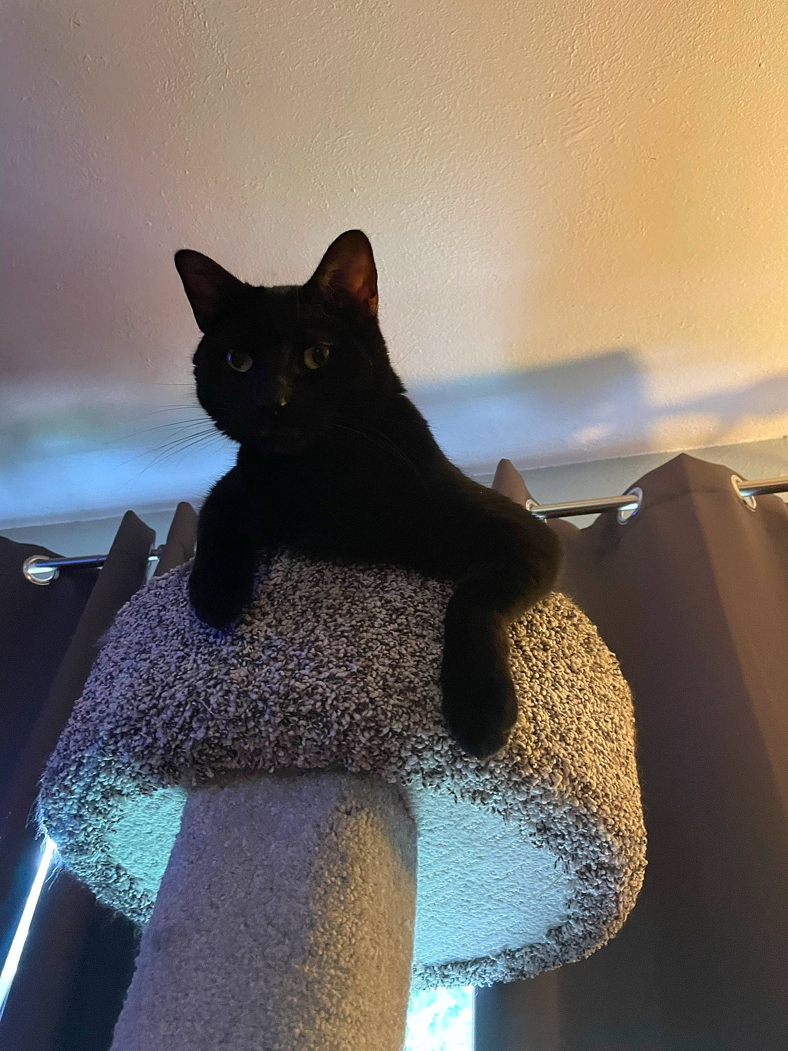 Bandit joined the competition — help win amazing prizes! black_cat, carnivore, cat, comfort, domestic_short_haired_cat, electric_blue, felidae, fur, grey, human_leg, room, shadow, sitting, small_to_medium_sized_cats, stairs, tail, tints_and_shades, tree, whiskers, window