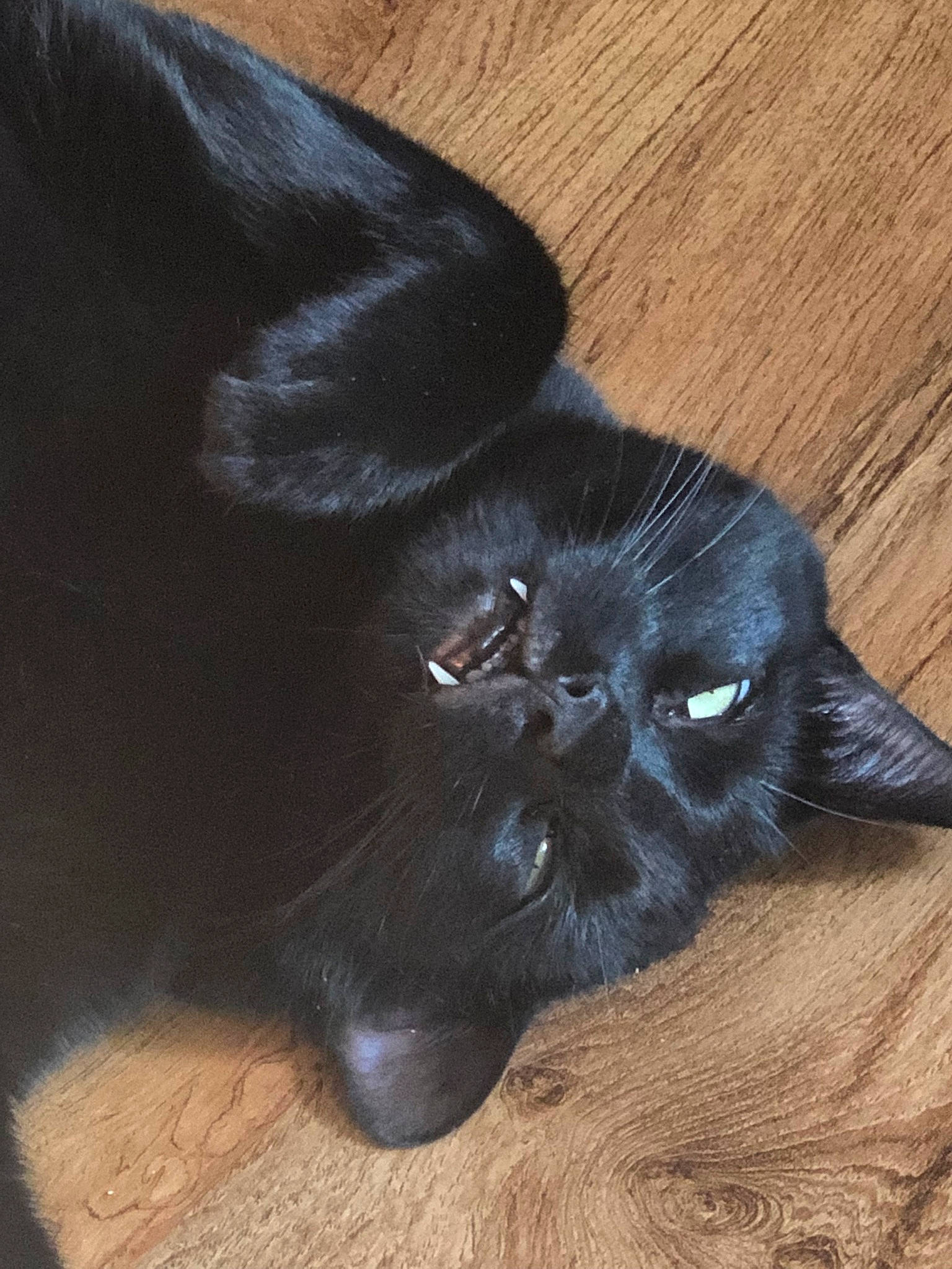 Bandit joined the competition — help win amazing prizes! black_cat, bombay, carnivore, cat, claw, comfort, electric_blue, felidae, foot, fur, hardwood, paw, small_to_medium_sized_cats, snout, tail, terrestrial_animal, whiskers, wood