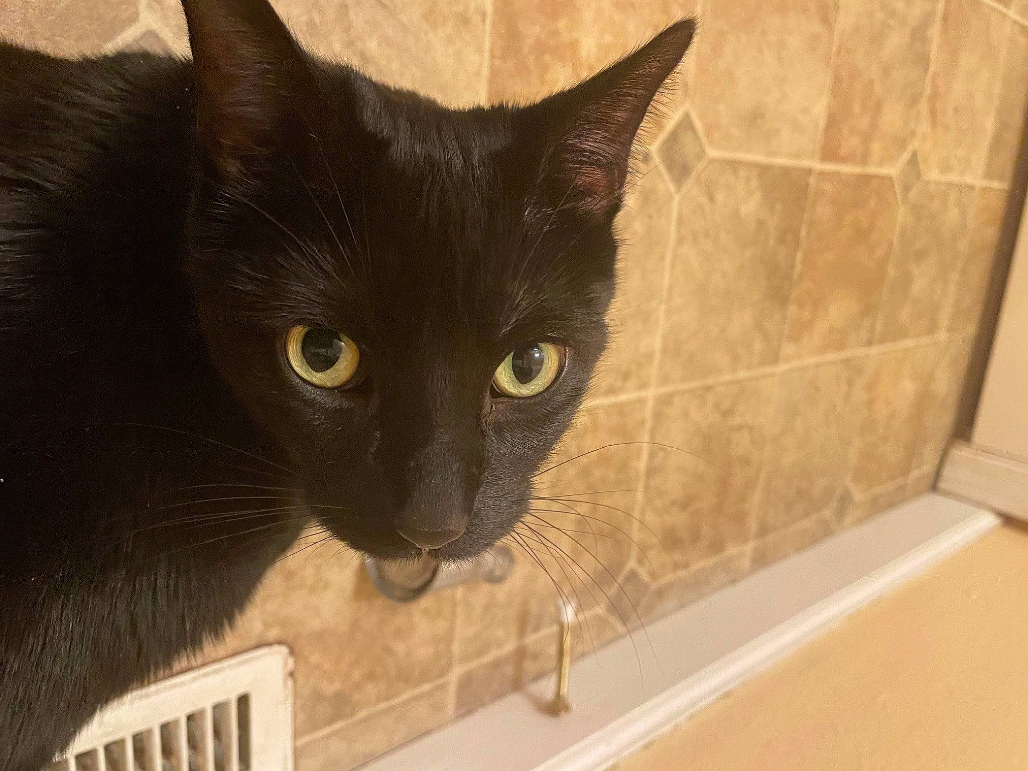 Bandit joined the competition — help win amazing prizes! bathroom, black_cat, bombay, carnivore, cat, domestic_short_haired_cat, felidae, flooring, fur, havana_brown, pet_supply, plumbing, plumbing_fixture, small_to_medium_sized_cats, snout, tail, terrestrial_animal, tile, whiskers, window