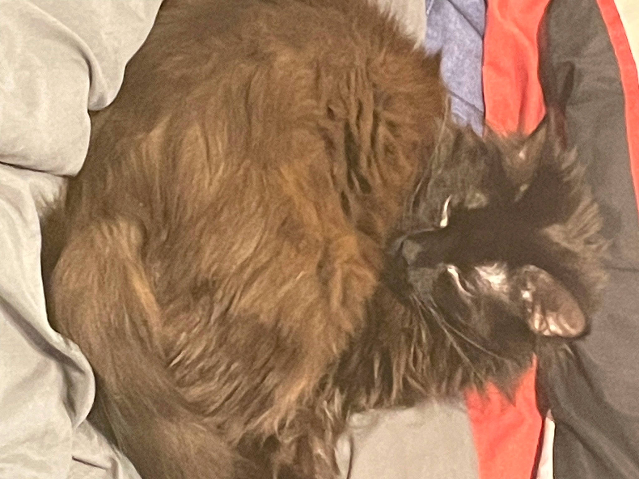 Hershey is registered to the contest to win money with this photo: canidae, carnivore, collar, comfort, companion_dog, dog, dog_breed, dog_collar, ear, fashion_accessory, felidae, fur, liver, natural_material, small_to_medium_sized_cats, snout, sporting_group, terrier, whiskers, working_animal