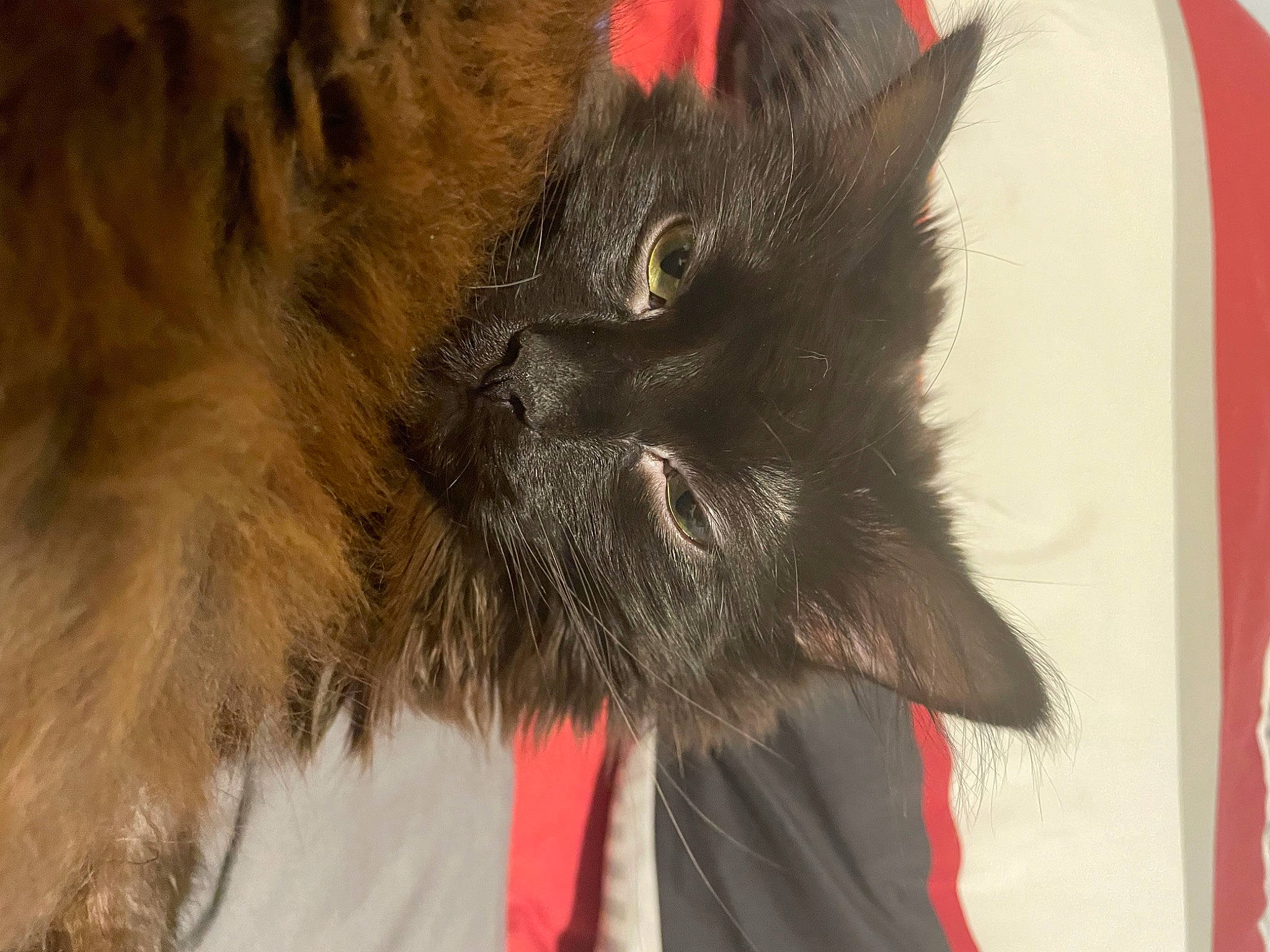 Hershey is registered to the contest to win money with this photo: black_cat, carnivore, cat, claw, dog_breed, domestic_short_haired_cat, felidae, fur, liver, paw, small_to_medium_sized_cats, snout, tail, terrestrial_animal, whiskers