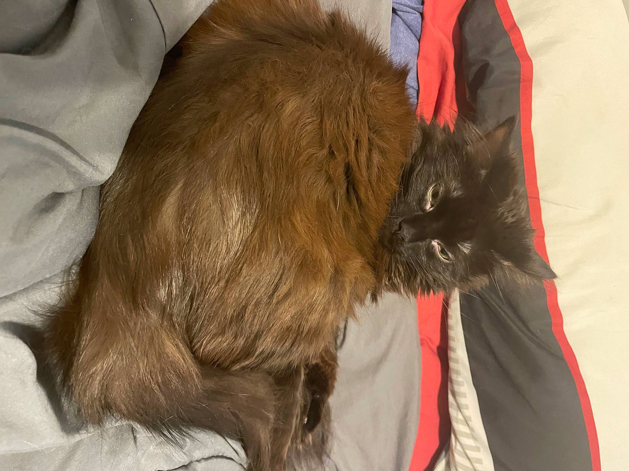 Hershey joined the competition — help win amazing prizes! black_cat, canidae, carnivore, cat, claw, collar, comfort, companion_dog, dog_breed, domestic_short_haired_cat, fawn, felidae, fur, liver, pet_supply, small_to_medium_sized_cats, snout, sporting_group, tail, whiskers