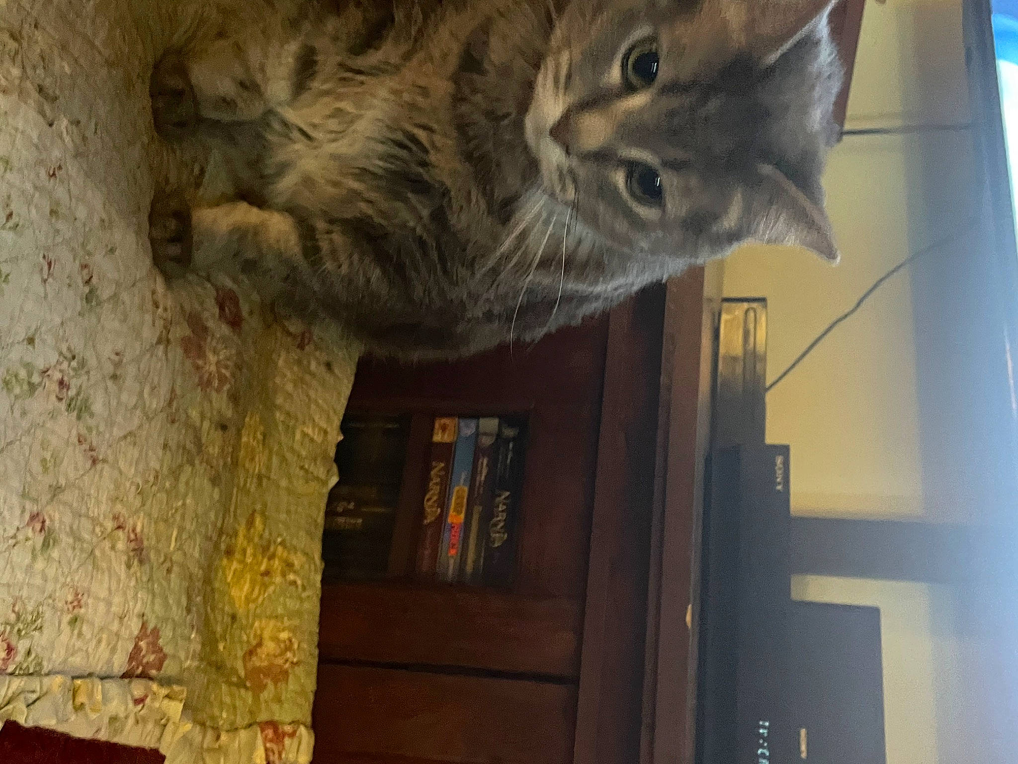 Leo joined the competition — help win amazing prizes! carnivore, cat, domestic_short_haired_cat, door, felidae, fur, hardwood, small_to_medium_sized_cats, snout, tail, whiskers, window, wood