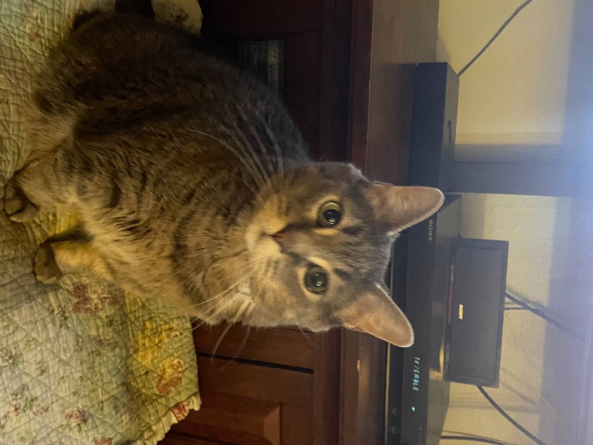 Leo is registered to the contest to win money with this photo: carnivore, cat, cat_supply, domestic_short_haired_cat, ear, fawn, felidae, fur, shelf, small_to_medium_sized_cats, snout, tail, terrestrial_animal, whiskers, window, wood