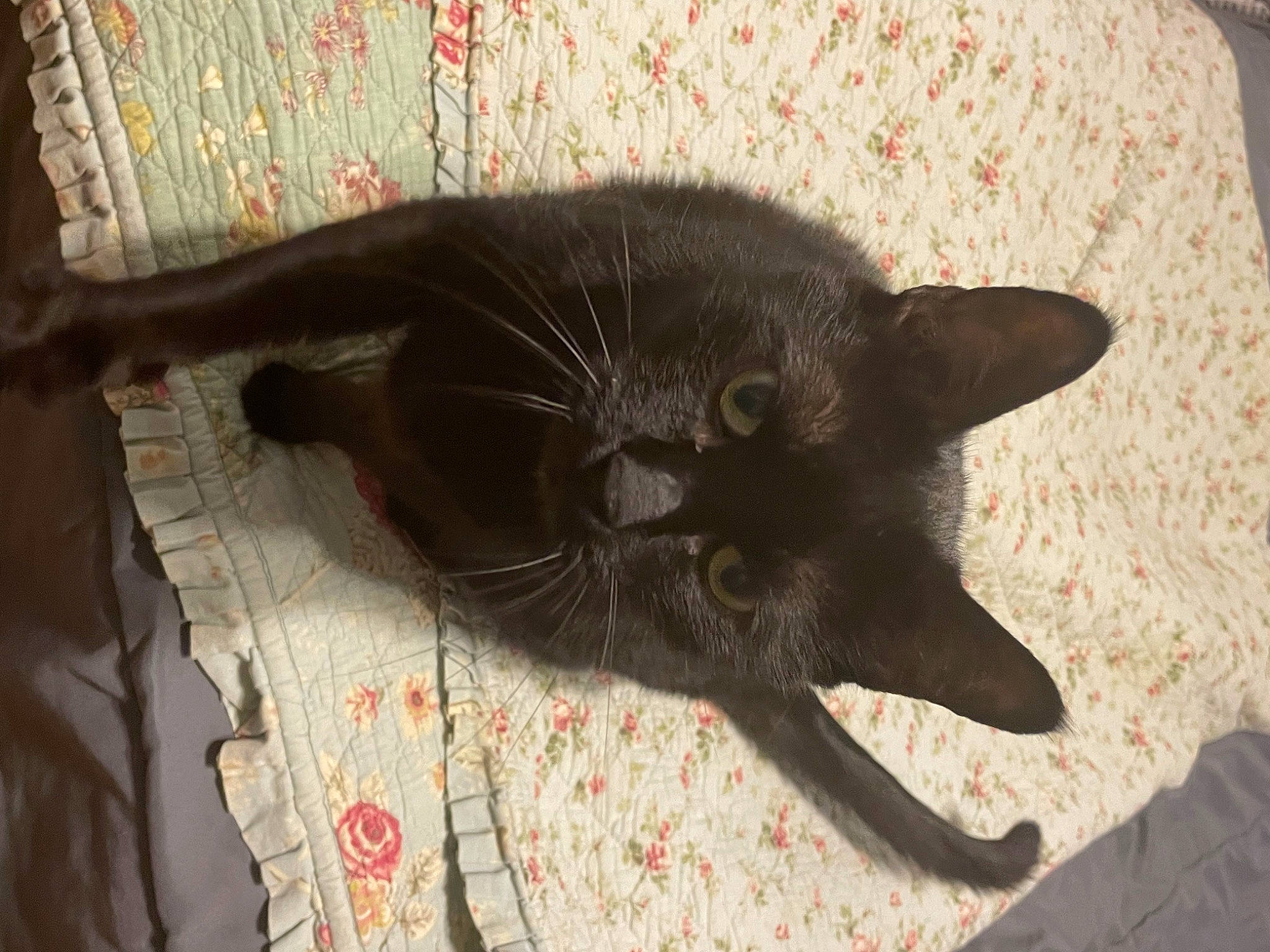 Sam is registered to the contest to win money with this photo: black_cat, bombay, carnivore, cat, claw, comfort, domestic_short_haired_cat, felidae, fur, grey, havana_brown, paw, plant, small_to_medium_sized_cats, tail, terrestrial_animal, whiskers