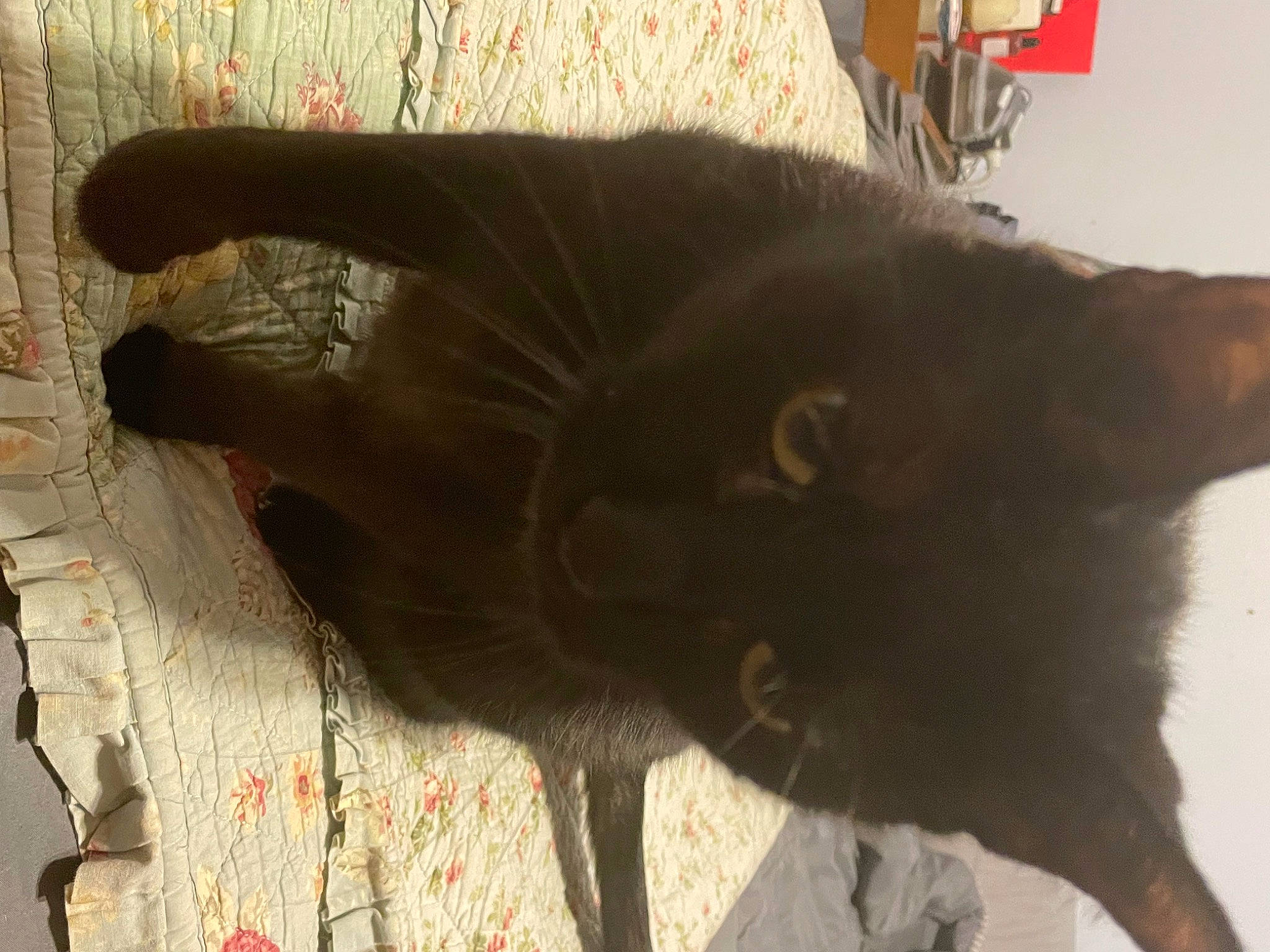 Sam joined the competition — help win amazing prizes! black_cat, bombay, canidae, carnivore, cat, claw, dog_breed, domestic_short_haired_cat, ear, felidae, flooring, fur, liver, small_to_medium_sized_cats, tail, terrestrial_animal, whiskers, wood, working_animal