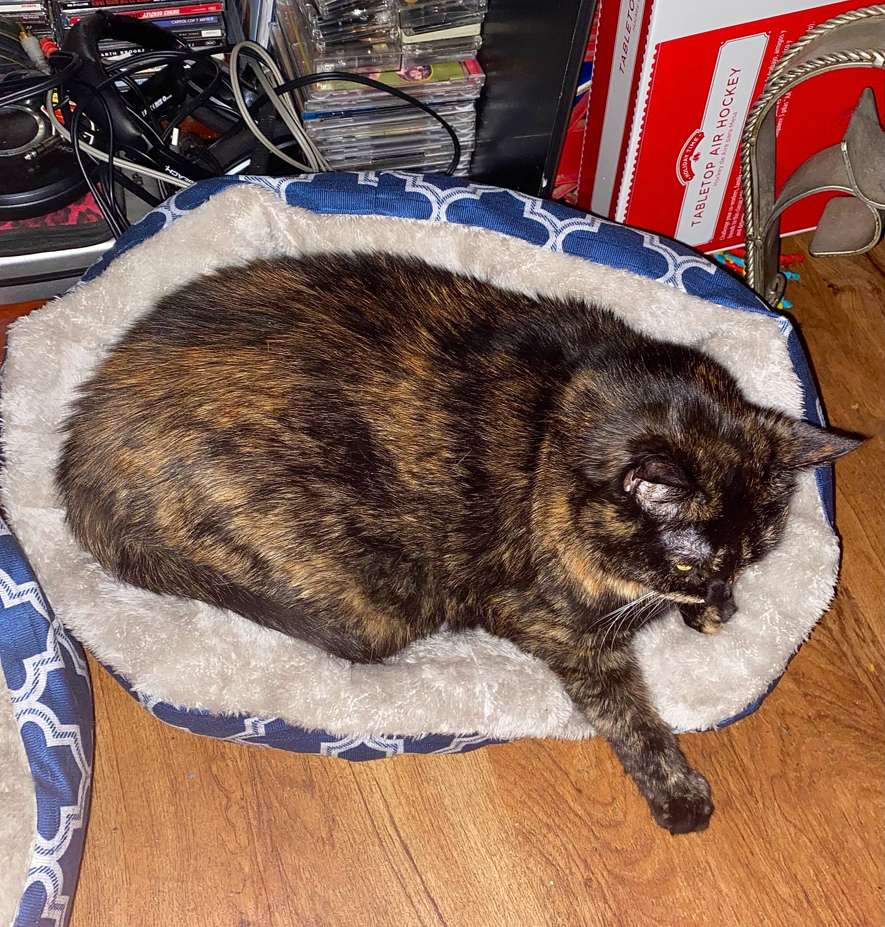 Rose is registered to the contest to win money with this photo: bicycle, bicycle_wheel, carnivore, cat, comfort, dog_breed, domestic_short_haired_cat, felidae, flooring, fur, hardwood, paw, small_to_medium_sized_cats, tail, terrestrial_animal, tire, vehicle, wheel, whiskers, wood