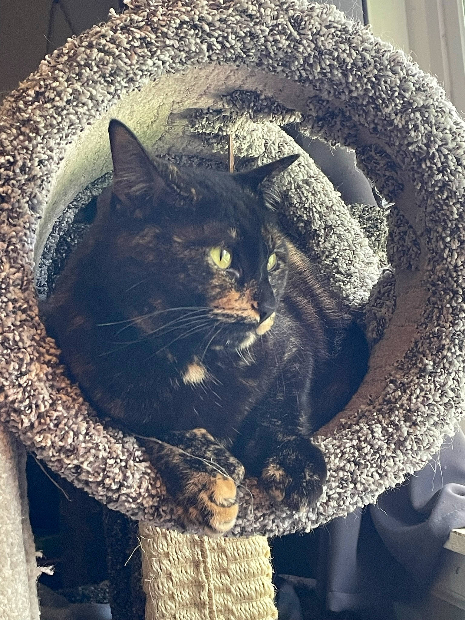 Lily joined the competition — help win amazing prizes! automotive_tire, black_cat, carnivore, cat, circle, comfort, domestic_short_haired_cat, electric_blue, fashion_accessory, felidae, fur, grey, hat, pattern, small_to_medium_sized_cats, snout, tail, tree, whiskers, window