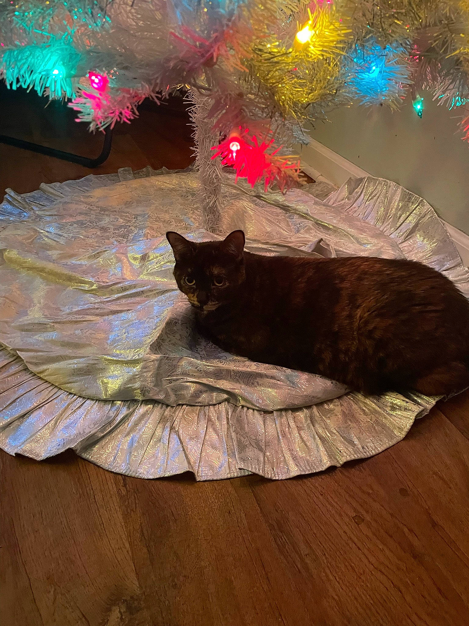 Lily is registered to the contest to win money with this photo: carnivore, cat, christmas, christmas_decoration, christmas_tree, comfort, event, felidae, flooring, hardwood, holiday, light, ornament, plant, small_to_medium_sized_cats, tail, tints_and_shades, tree, whiskers, wood