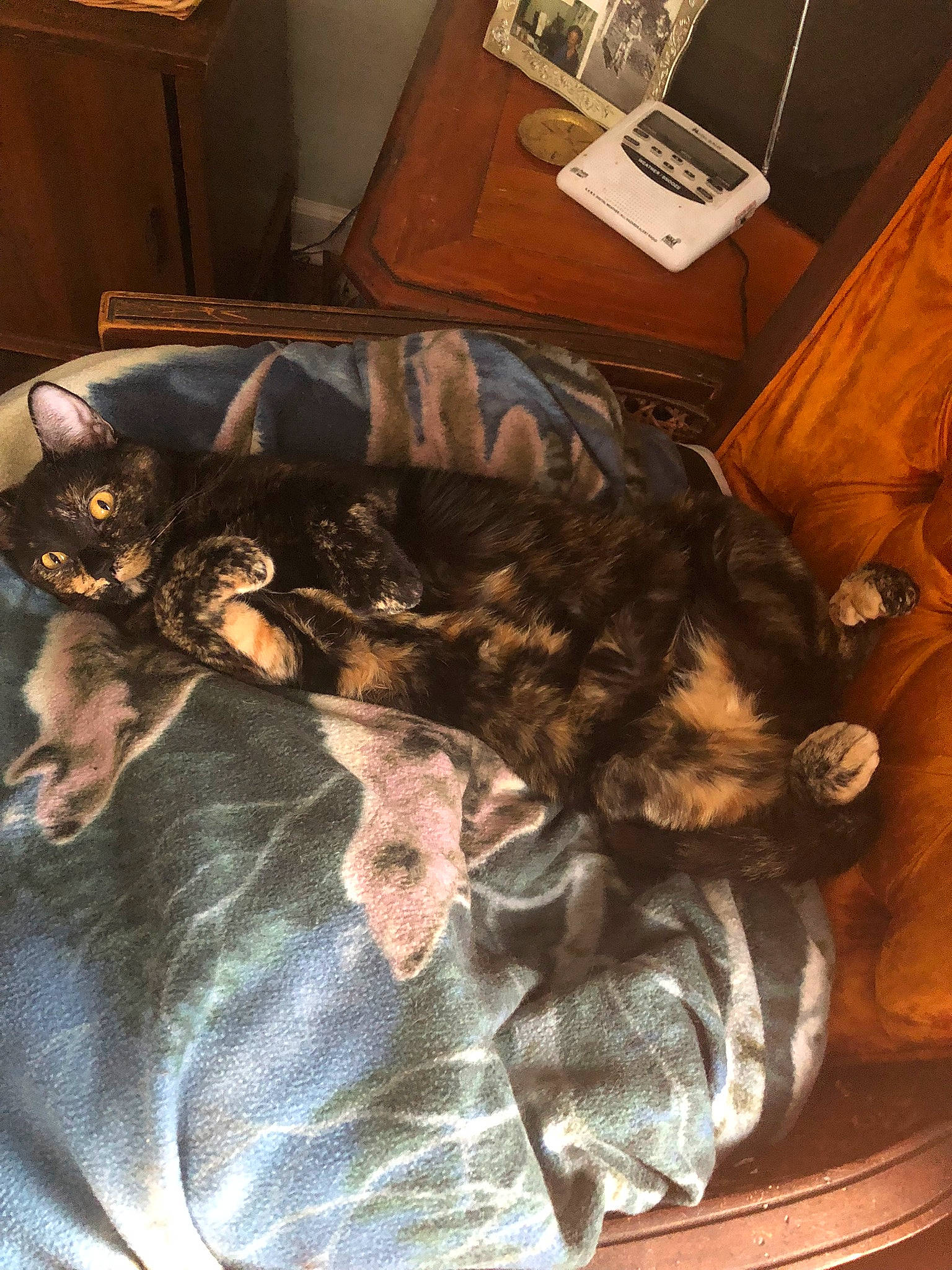 Lily is registered to the contest to win money with this photo: bed, carnivore, cat, chair, claw, comfort, companion_dog, dog_breed, domestic_short_haired_cat, felidae, fur, linens, nap, room, small_to_medium_sized_cats, sporting_group, tail, tree, whiskers, wood