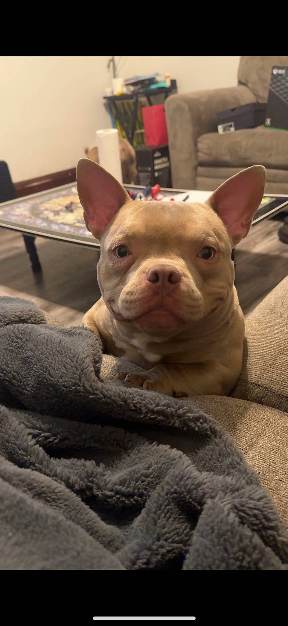 Zen joined the competition — help win amazing prizes! bulldog, canidae, carnivore, comfort, companion_dog, dog, dog_breed, ear, fawn, houseplant, non_sporting_group, room, snout, sporting_group, table, terrestrial_animal, toy_dog, whiskers, working_animal, wrinkle