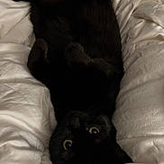 Clover joined the competition — help win amazing prizes! bed, bedding, black_cat, blanket, cat, closeup, cozy, feline, fur, home, indoor, paws, pet, portrait, relaxed, soft_texture, upside_down, whiskers, white_sheet, yellow_eyes