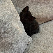 Hades joined the competition — help win amazing prizes! cat, kitten, black_cat, animal, pet, feline, sitting, peeking, portrait, close_up, blanket, couch, soft, cozy, indoors, cute, whiskers, ears, eyes, home