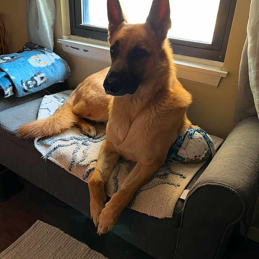 Rayu is registered to the contest to win money with this photo: animal, architecture, building, canine, chair, couch, cushion, dog, furniture, germanshepherd, homedecor, indoors, interiordesign, livingroom, machine, person, pet, puppy, room, wheel