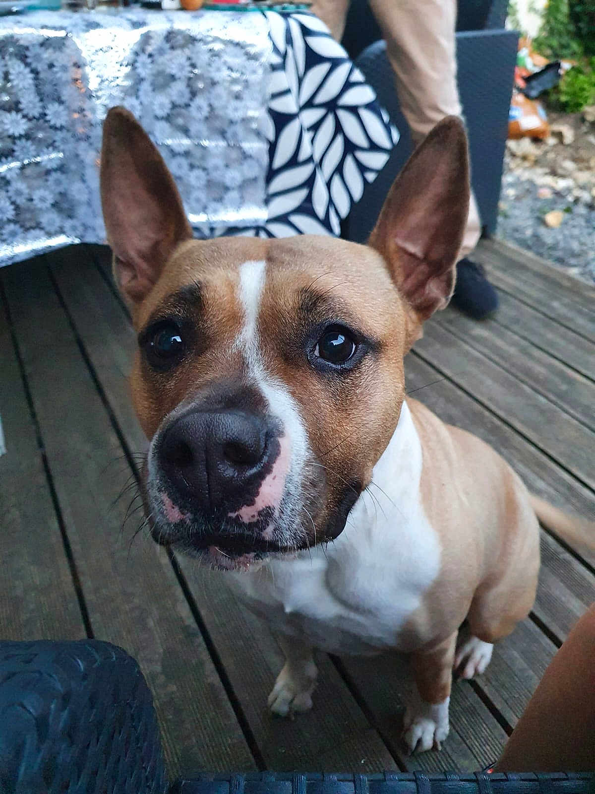 Tokyo a rejoint le concours — aidez-le/la à gagner de superbes lots ! dog, pet, close_up, ears, outdoor, wooden_deck, animal, brown, white, face, sitting, furniture, tablecloth, pattern, looking, canine, domestic_animal, alert, portrait, paw