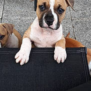Tokyo a rejoint le concours — aidez-le/la à gagner de superbes lots ! puppy, dog, pet, animal, cute, brown, white, paws, ears, face, looking, floor, tile, outdoor, young, adorable, two_puppies, black_surface, curious, closeup