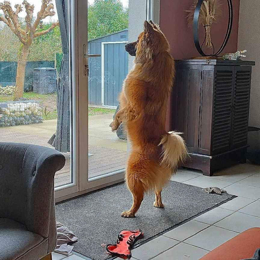 Taïa participe au concours pour gagner de l'argent avec cette photo : animal, architecture, building, canine, chair, couch, dog, door, furniture, homedecor, indoors, interiordesign, livingroom, pet, plant, pottedplant, room, rug, table, wood