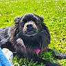 animal, black_dog, close_up, daisy, dog, fluffy, garden, grass, lawn, long_hair, looking_at_camera, lying_down, outdoor, park, pet, portrait, sneaker, snout, sunlight, whiskers