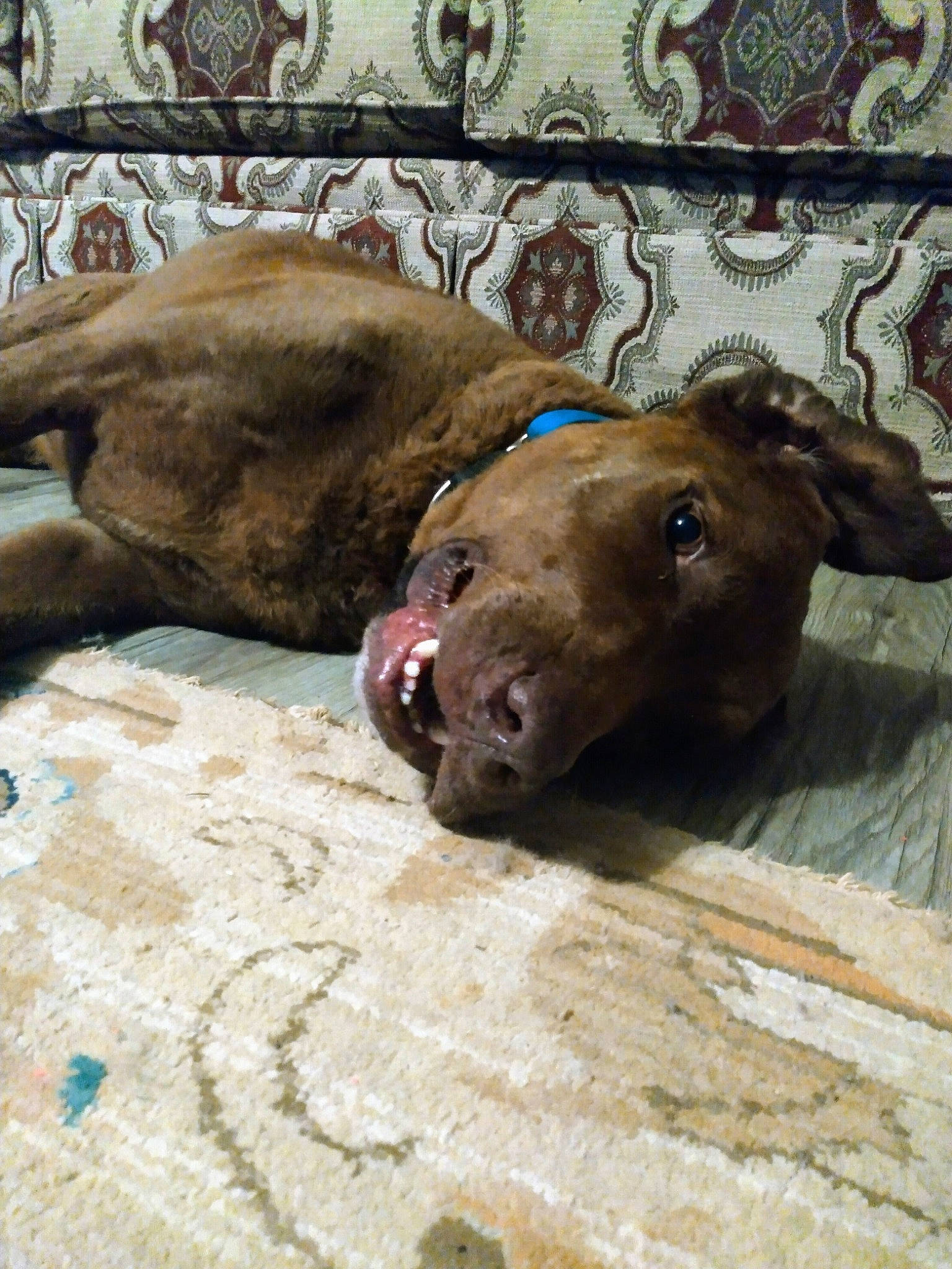 Strider is registered to the contest to win money with this photo: bovine, canidae, comfort, dog_breed, fawn, flooring, fur, linens, liver, livestock, snout, sporting_group, terrestrial_animal, wood, working_animal, wrinkle