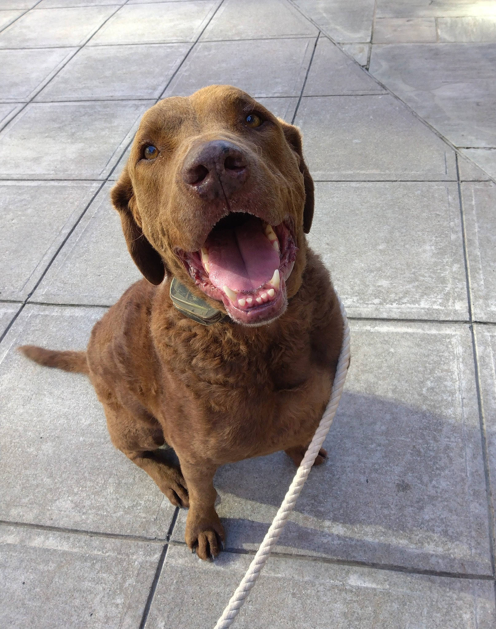 Strider is registered to the contest to win money with this photo: canidae, carnivore, collar, companion_dog, concrete, dog, dog_breed, dog_collar, fawn, flooring, liver, metal, road_surface, snout, sporting_group, terrestrial_animal, tile_flooring, working_animal