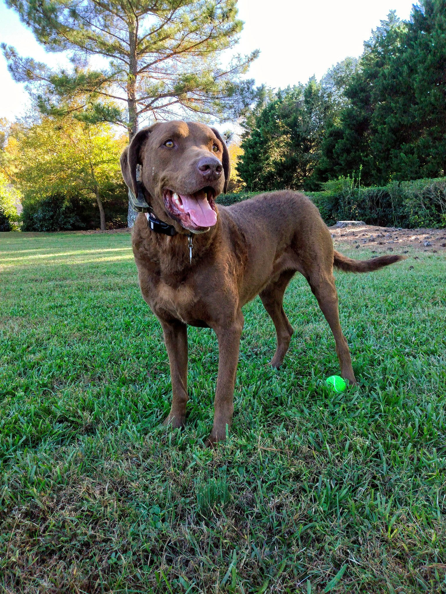 Strider is registered to the contest to win money with this photo: canidae, carnivore, collar, companion_dog, dog, dog_breed, dog_collar, fawn, grass, groundcover, guard_dog, gun_dog, liver, plant, sky, sporting_group, tail, tree, working_animal, working_dog