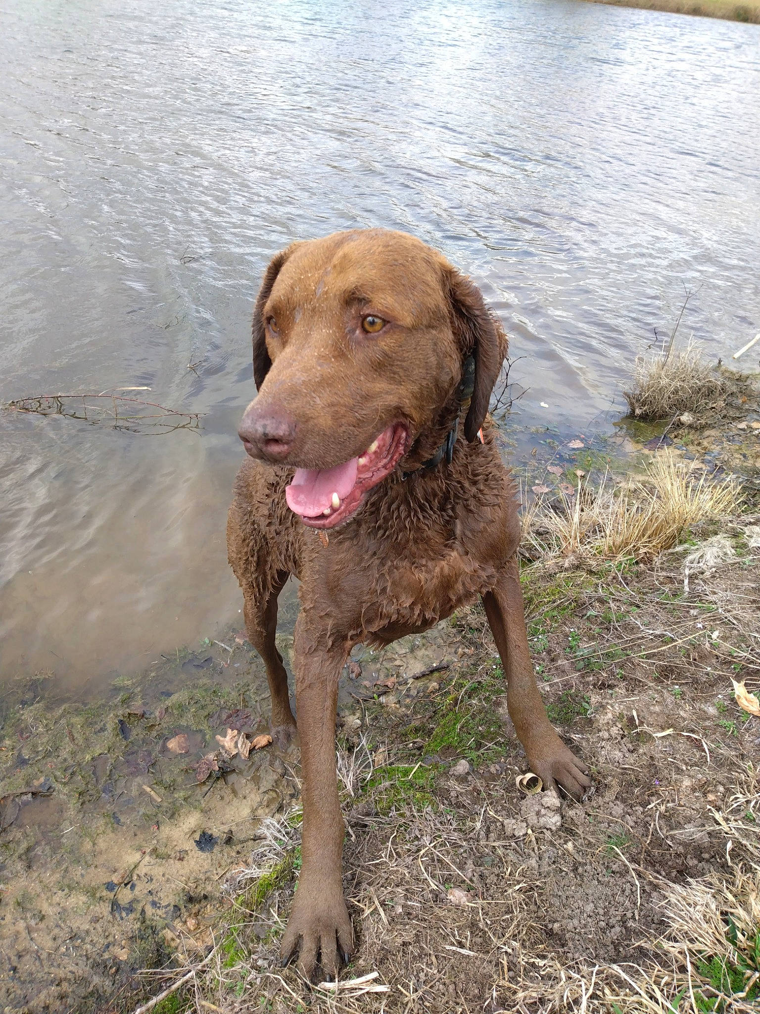 Strider joined the competition — help win amazing prizes! biting, canidae, carnivore, collar, companion_dog, dog, dog_breed, dog_collar, fawn, gun_dog, hunting_dog, lake, liver, plant, soil, tail, terrestrial_animal, water, working_animal, working_dog