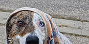 Chewy a rejoint le concours — aidez-le/la à gagner de superbes lots ! dog, wet, blanket, paw_prints, heterochromia, brown_eye, blue_eye, smiling, outdoor, pavement, cute, pet, animal, fur, canine, head, nose, tongue, happy, portrait