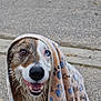 dog, wet, blanket, paw_prints, heterochromia, brown_eye, blue_eye, smiling, outdoor, pavement, cute, pet, animal, fur, canine, head, nose, tongue, happy, portrait